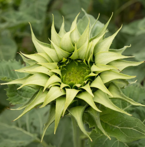 Helianthus Sunfill Green