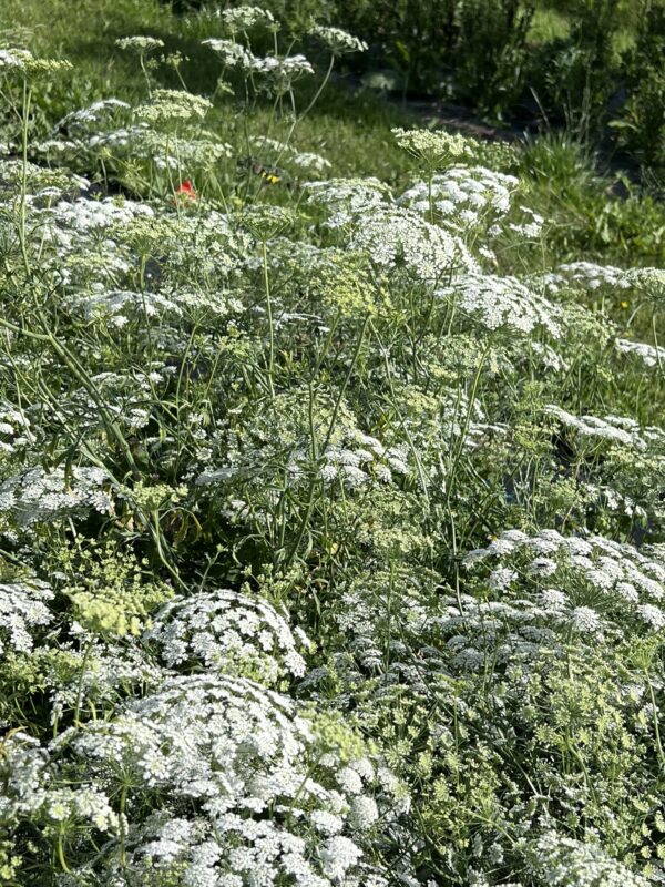 Ammi Majus Queen of Africa - Image 2