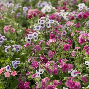 Phlox Drummondii Tapestry Mixture