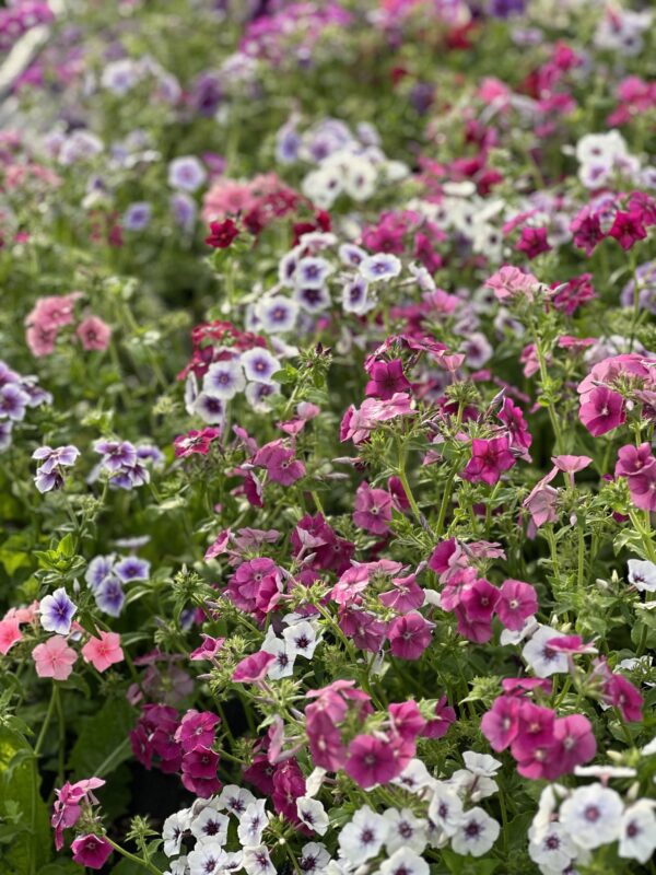 Phlox Drummondii Tapestry Mixture