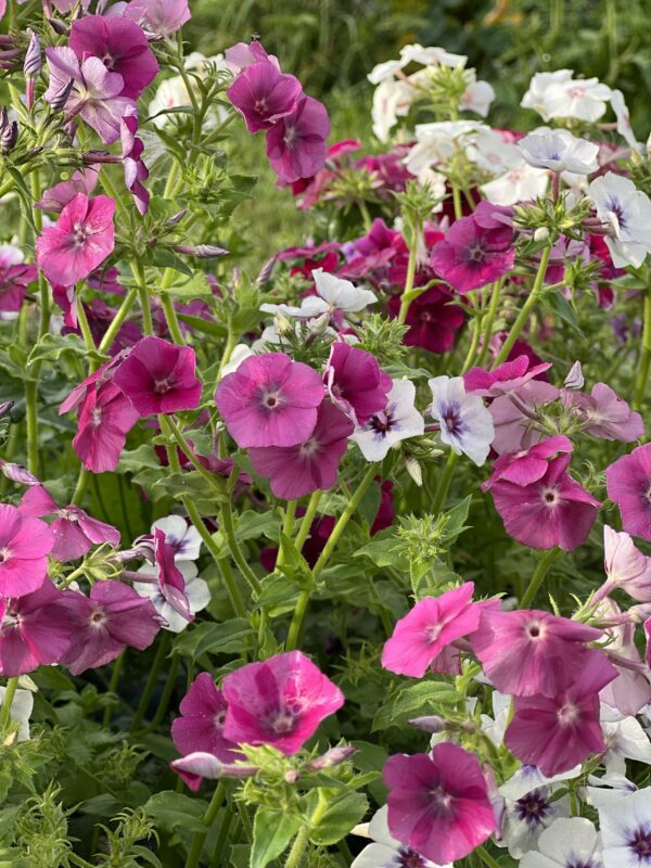 Phlox Drummondii Tapestry Mixture - Image 2
