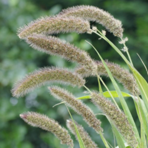 Setaria italica Lowlander