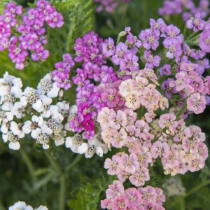 Achille millefolium Colorado mix