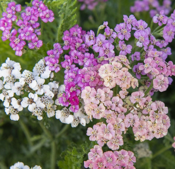 Achille millefolium Colorado mix