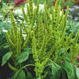 Amaranhus sanguineus nanus green thumb