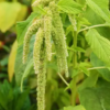 Amaranthus caudatus virdis - Billede 2