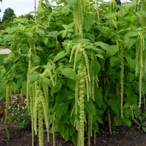 Amaranthus caudatus virdis