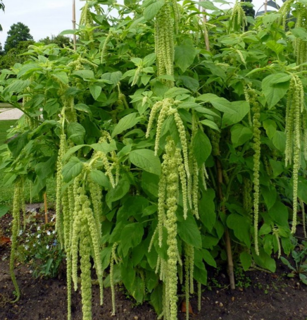 Amaranthus caudatus virdis