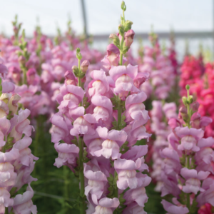 Antirrhinum Maryland lavender