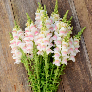 Antirrhinum maryland appleblossom