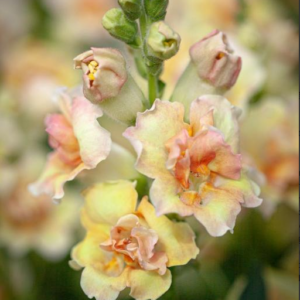 Antirrhinum majus Doubleshot peach