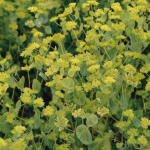 Bupleurum Griffithii select Rotundifolium
