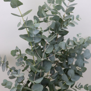 Eucalyptus Silver Dollar