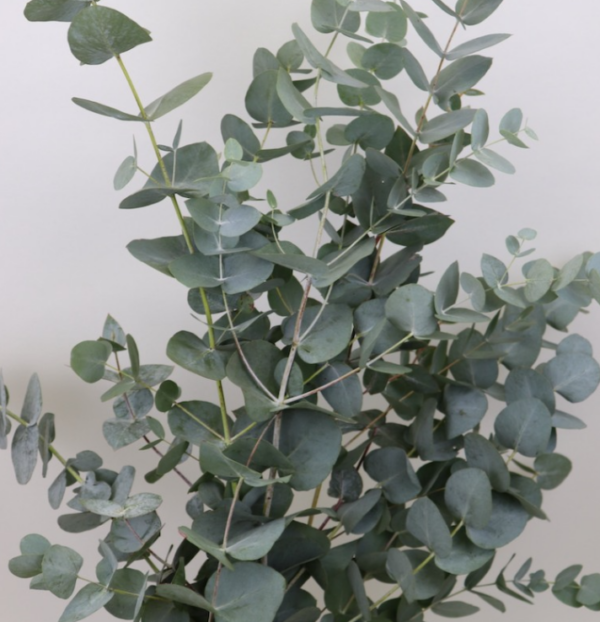 Eucalyptus Silver Dollar