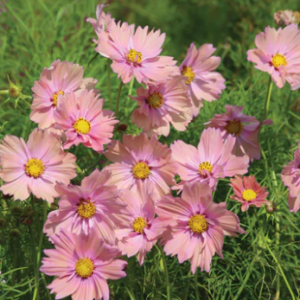 COSMOS bipinnatus Apricotta