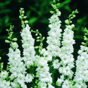 Delphinium consolida brisbane white