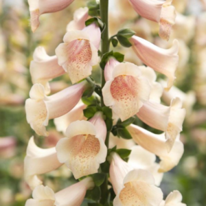 Digitalis purpurea Dottie Peach