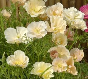Eschscholzia californica thai silk pink champagne