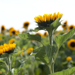 Helianthus Premier up