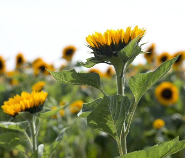 Helianthus Premier up