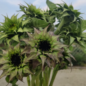 Helianthus Sunfill Purple