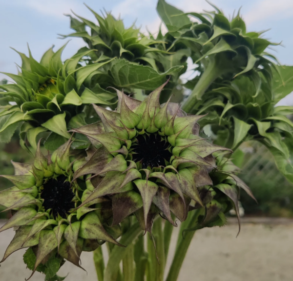 Helianthus Sunfill Purple