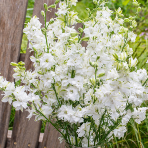Delphinium consolida brisbane white