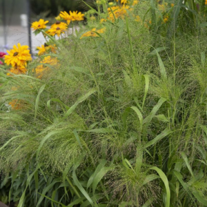 Panicum Fontaine