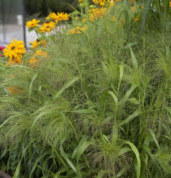 Panicum Fontaine