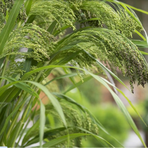 Panicum violaceum