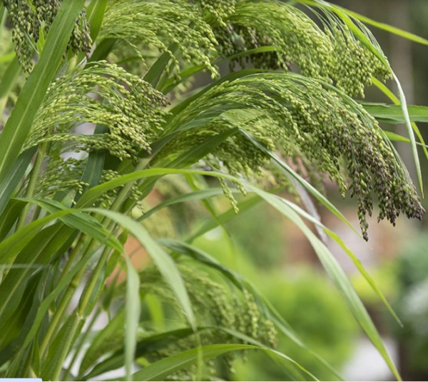 Panicum violaceum