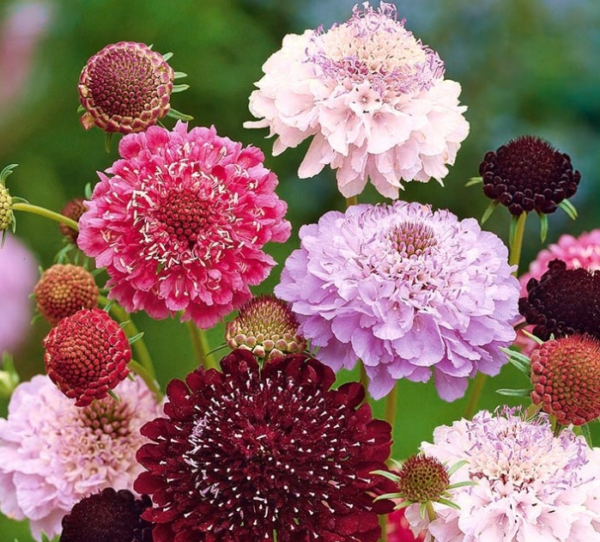 Scabiosa Atropurpurea      mix - Image 2