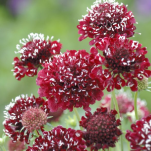 Scabiosa atropurpurea Fire King