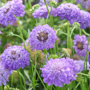 Scabiosa Atropurpurea Oxford Blue