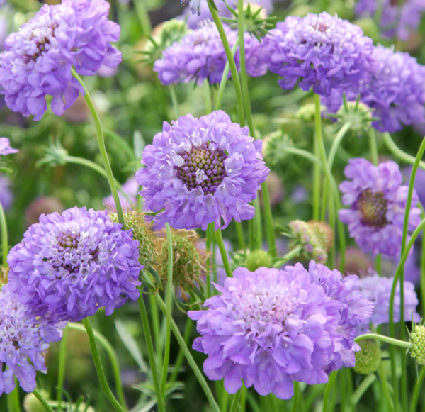 Scabiosa Atropurpurea Oxford Blue