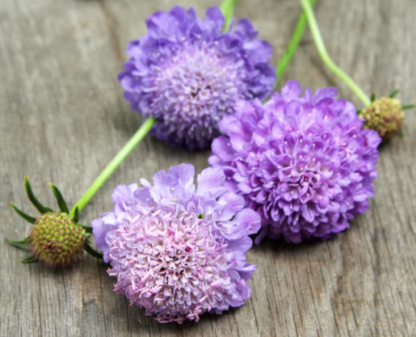 Scabiosa Atropurpurea Oxford Blue - Image 2
