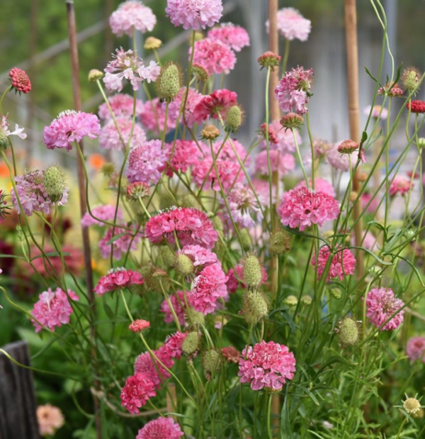 Scabiosa atropurpurea Salmon Queen - Image 2