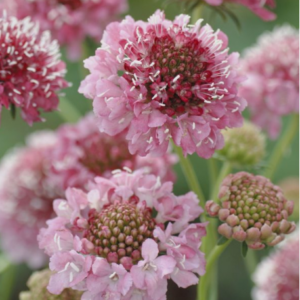 Scabiosa atropurpurea Salmon Queen