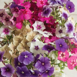 Phlox Drummondii Tapestry Mixture