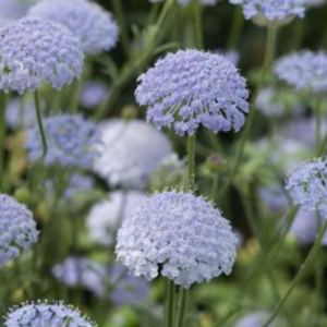 Trachymene caeruleus LACE BLUE