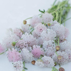 Trachymene caeruleus Lace Pink