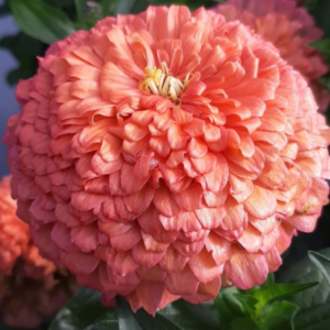Zinnnia Benary’s Giant Salmon Rose