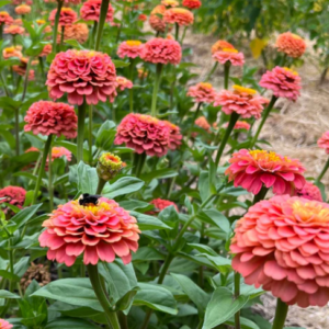 Zinnia elegans Oklahoma Salmon