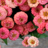 Zinnia elegans Oklahoma Salmon - Image 2