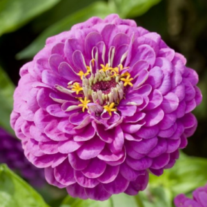 Zinnia elegans Dahlia-flowered Purple Prince