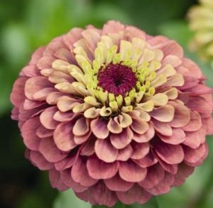 Zinnia elegans Queen red lime