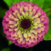 Zinnia elegans Queen red lime - Image 2