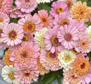 Zinnia Elegans Cresto Peachy pink & cream