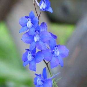 Delphinium consolida Brisbane Deep Blue