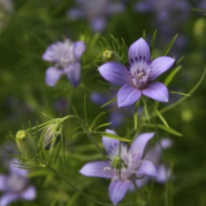 Nigella Buchsrica Blue Stars